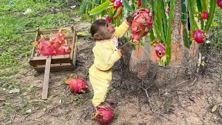 Cutis Farmers Rickshaw Harvest Fruit At Farm! Feed Ben