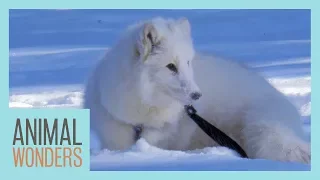 A Snowy Walk With Cas The Arctic Fox