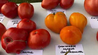 Завершающая сезон презентация новинок сортов томатов