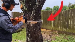 TREE REMOVAL start to finish $1000 in 4 hours