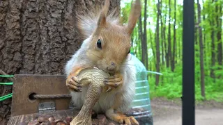 Ласковая белка / Affectionate squirrel
