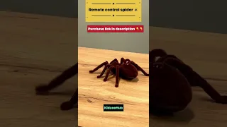 Remote control Spider #shorts #youtubeshorts #trending #viral