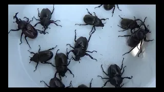 A large number of Japanese rhinoceros beetles