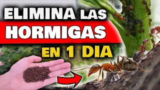 ELIMINAR HORMIGAS en las PLANTAS y DENTRO en CASA | Insecticida NATURAL para Plantas y PLAGAS