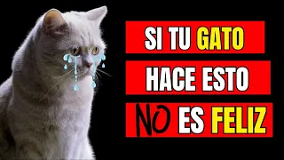 💔12 señales que indican que tu gato está triste🐈