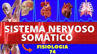 SISTEMA NERVOSO SOMÁTICO (FISIOLOGIA DE GUYTON) - SISTEMA NERVOSO - NEUROFISIOLOGIA