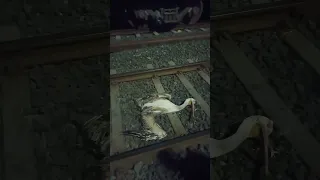 Train hit Bird #indian_railway #trains #birds #trending #youtube #youtubeshorts #duck #ducks