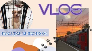 Blog| Поездка за щенком бордер колли | Влог поездка в Ярославль