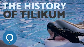 The Story of TILIKUM, the SeaWorld Orca