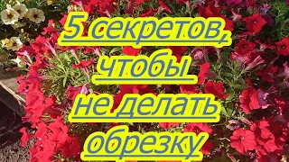 ВЫ ЕЩЕ ДЕЛАЕТЕ ЛЕТНЮЮ ОБРЕЗКУ АМПЕЛЬНОЙ ПЕТУНИИ?