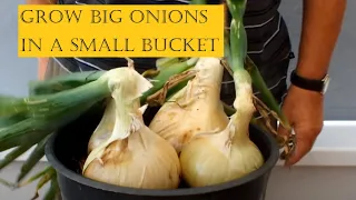 Grow Onions in Beds, plant the 'spare' Onions in Buckets and Yogurt Pots for amazing results.