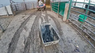 Calf Sled ride to the Barn