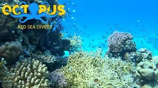 Octopus | Red Sea Divers | Hurghada Egypt