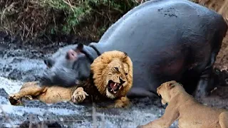Бегемот догнал льва. Самые эпичные битвы диких животных "за 5 минут"