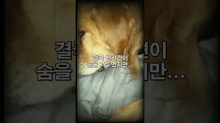 죽음 앞둔 반려견에게 마지막으로 손을 내밀었더니...ㅠㅠ