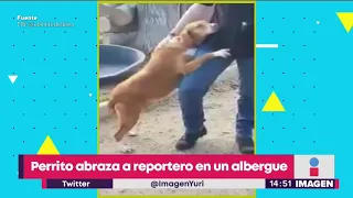 Perrito abraza a reportero en albergue, y es adoptado | Noticias con Yuriria