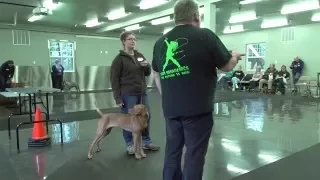 Gaiting your dogs using hand signals with Eric Salas Workshops