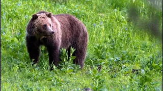 Grizzly attack prompts emergency closure south of Big Sky