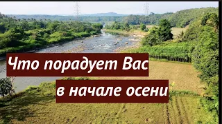 Что порадует Вас в начале осени💯Какие события спешат в Вашу жизнь ✅ Таро Онлайн / Таро DIAMOND WAY