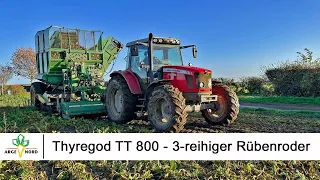 Thyregod TT800 - 3-reihiger Rübenroder gezogen. 3 row sugar beet harvester