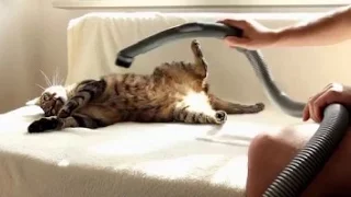 Cats And Vacuum Cleaners (Коты и Пылесосы)