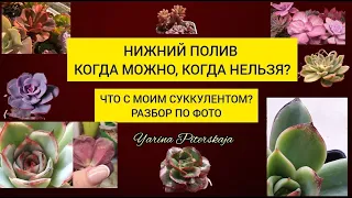 Нижний полив суккулентов. Что с моим суккулентом. Разбор по фото.