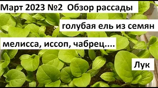 Март 2023 №2  Рассада.