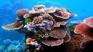 Facts: Corals and Coral Reefs