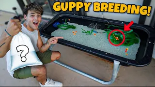 Building *NEW* GUPPY BREEDING POND!! (fish shopping)