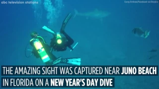 Florida divers encounter a great white shark