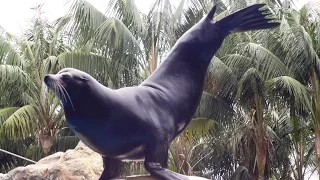 Шоу морских котиков (show of seals) Safari World, Таиланд, Бангкок