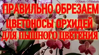 КАК ПРАВИЛЬНО ОБРЕЗАТЬ ЦВЕТОНОС У ОРХИДЕИ ПОСЛЕ ЦВЕТЕНИЯ? А  надо ли это делать вообще? МОЙ ОПЫТ!!!