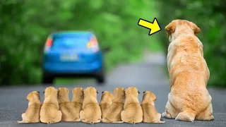 A Dog And 9 Puppies Were Thrown Out of a Car. What Happened Next Is Amazing!