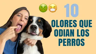 10 OLORES QUE ODIAN LOS PERROS - Lauvet