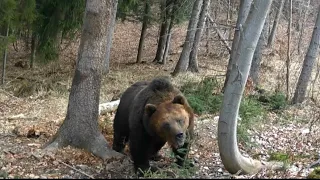 Obrovský medveď Kysuce / Huge brown bear Slovakia