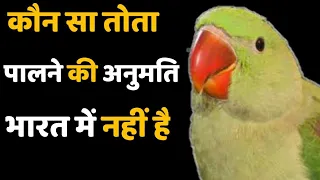 Which Parrot is not allowed to adopt in India ?! India me kon tota palna allowed nahi hai ?