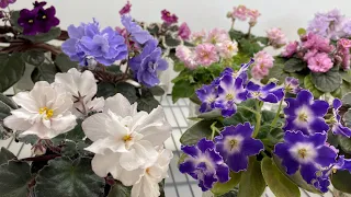 African Violets Blooming in November 2022 - Part 1 - Standards