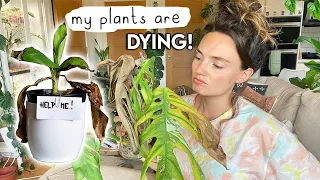 I Left My Plants + Now They're Dying 😥 Houseplant Struggles and REHAB Plans