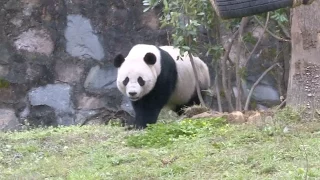 US born Panda Bao Bao Begins New Life in Southwest China