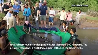 Largest recorded freshwater fish caught in Cambodia