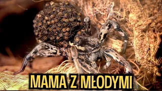 Kokon STULECIA, młode, Tarantula, Eresus 😳 Co słychać u? #30