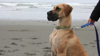 Great Dane at the Beach