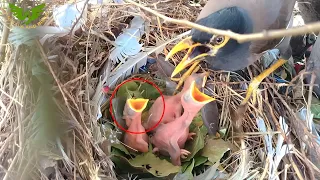 Maina is feeding her children || Animals and Birds