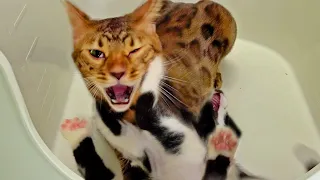 Why is Angry Bengal Cat Fight?ㅣDino cat