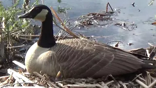 Ornithology project final submission: Springtime for Canada Geese