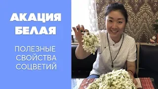 Акация белая | Полезные свойства соцветий акации