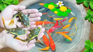 Catch Unique Ornamental Catfish, Banana Fish, Ornamental Fish, Eels, Turtles, Shrimp, Fruit Fish
