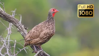 Birds of Kruger National Park Part 2