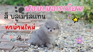 ปอมเมอเรเนียน หาบ้าน #ปอม #ขายปอม #ปอมเมอเรเนียน #pomeranian #pomeranianpage #ขายปอมกรุงเทพ