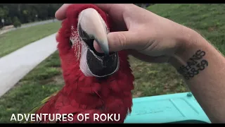 Free Flight Macaw, Cockatoos & Conure Parrots